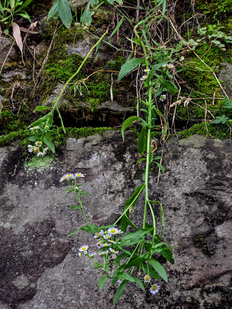 Image of Erigeron strigosus specimen.