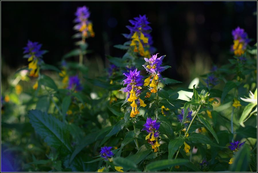 Image of Melampyrum nemorosum specimen.