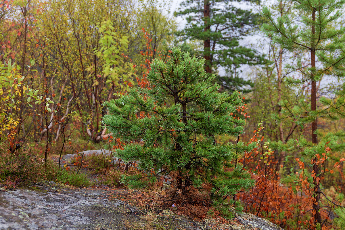 Image of Pinus friesiana specimen.