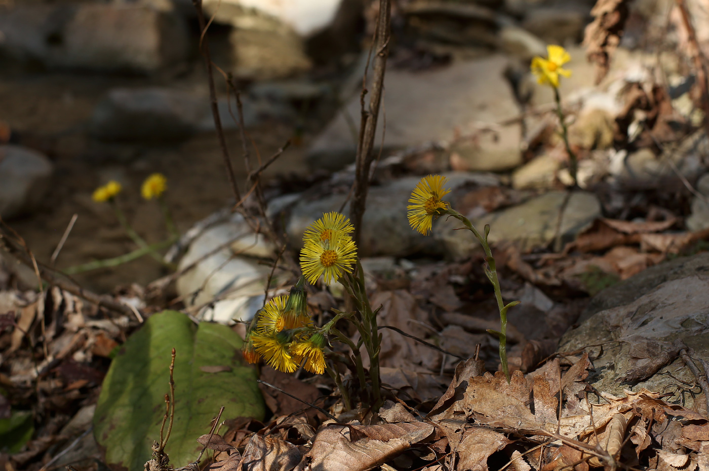 Image of Tussilago farfara specimen.