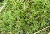 Atrichum undulatum