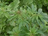 Cannabis sativa