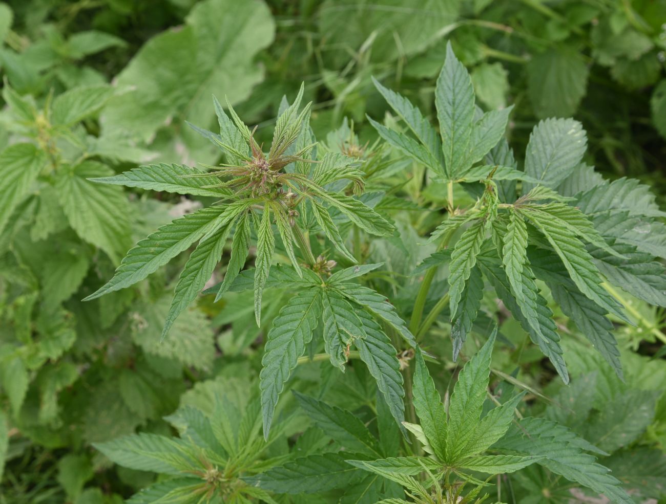 Image of Cannabis sativa specimen.