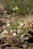 Cardamine graeca. Цветущее и плодоносящее растение. Крым, Севастополь, окр. с. Резервное, ур. Инжир, шибляк на конгломерате. 09.04.2025.