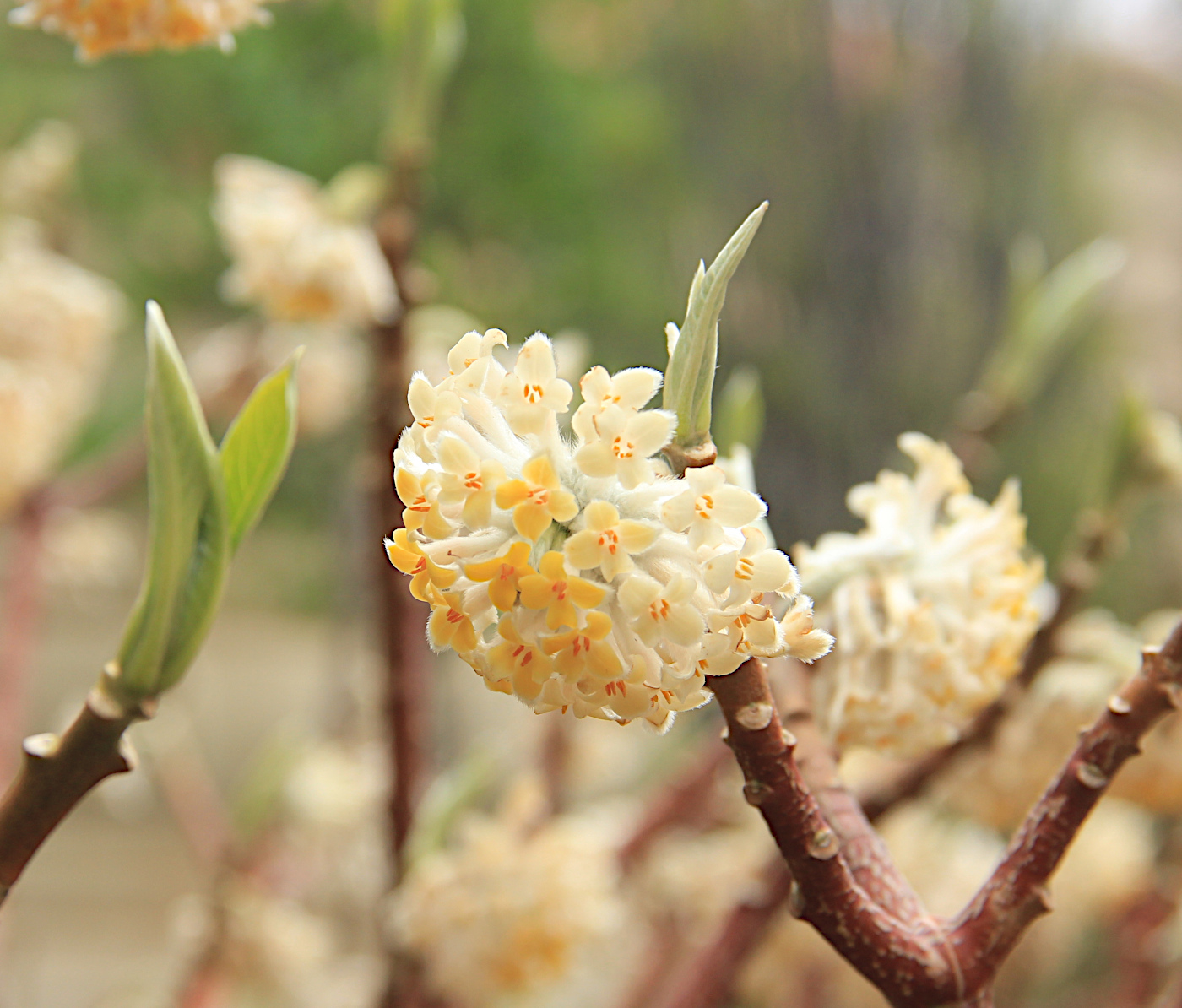 Image of Edgeworthia chrysantha specimen.
