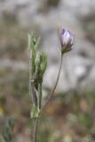 Lens nigricans. Верхушка цветущего растения. Крым, Севастополь, Байдарская дол., можжевеловое редколесье. 30.04.2025.