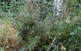 Rosmarinus officinalis