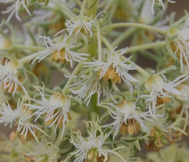 Image of Reseda phyteuma specimen.