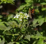 Cardamine macrophylla