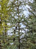 Picea meyeri. Ветви со зрелыми вскрывшимися шишками и начавшими развитие молодыми побегами. Китай, пров. Ганьсу, хр. Циляньшань, дол. Матисы, ≈ 2600 м н.у.м., смешанный лес. 05.06.2025.