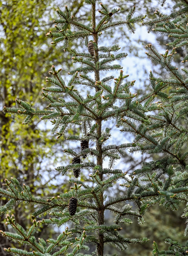Image of Picea meyeri specimen.