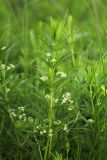 View full-size image Rubia jesoensis
