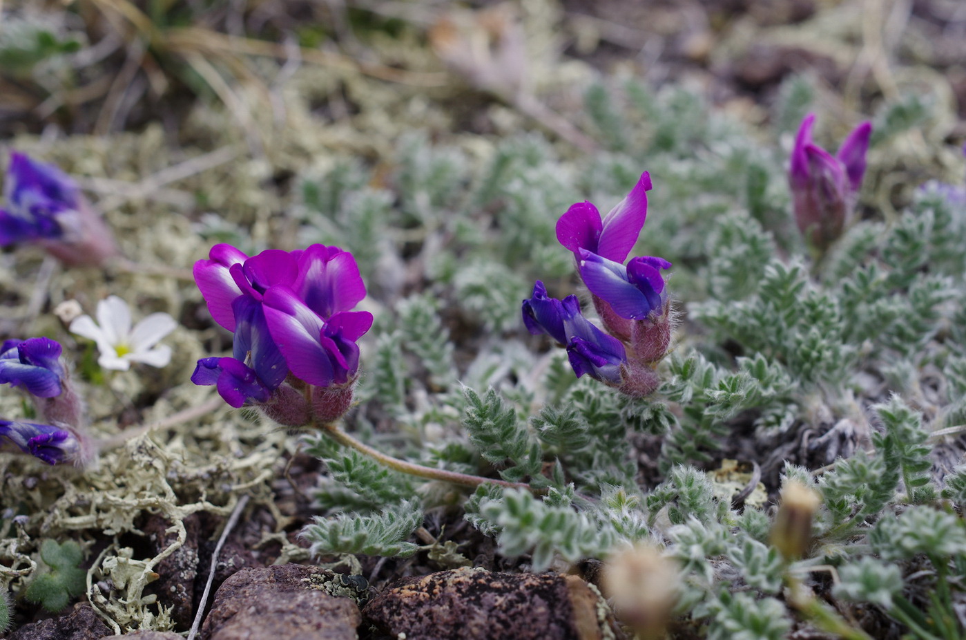 Изображение особи род Oxytropis.