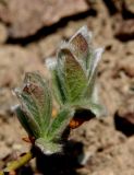 Salix lanata