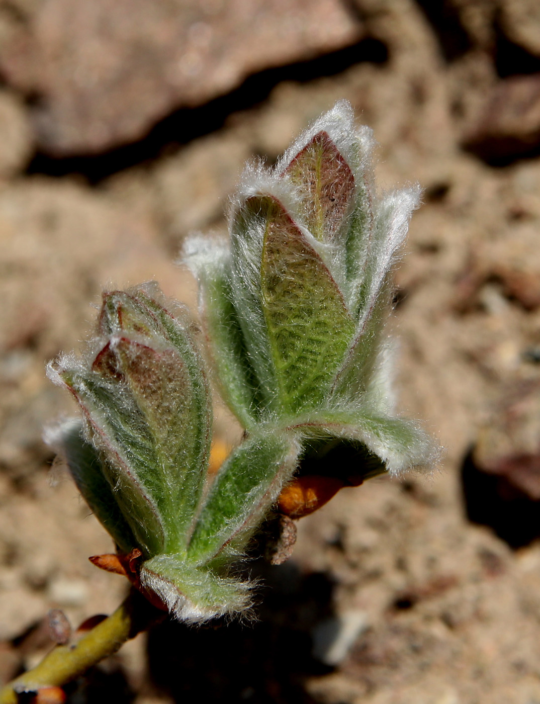 Изображение особи Salix lanata.