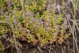 род Thymus