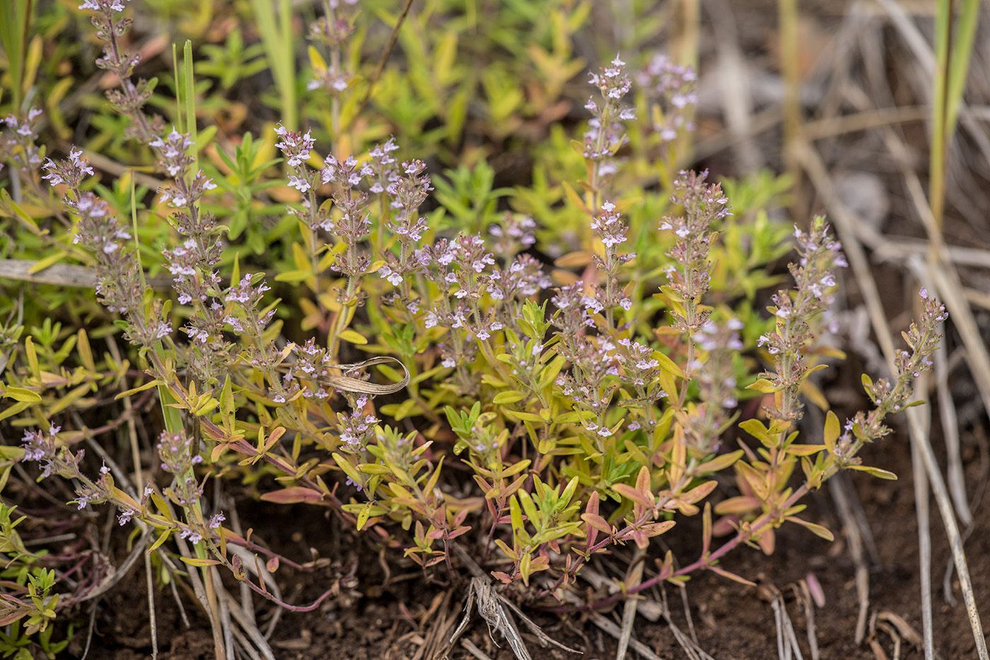 Image of genus Thymus specimen.
