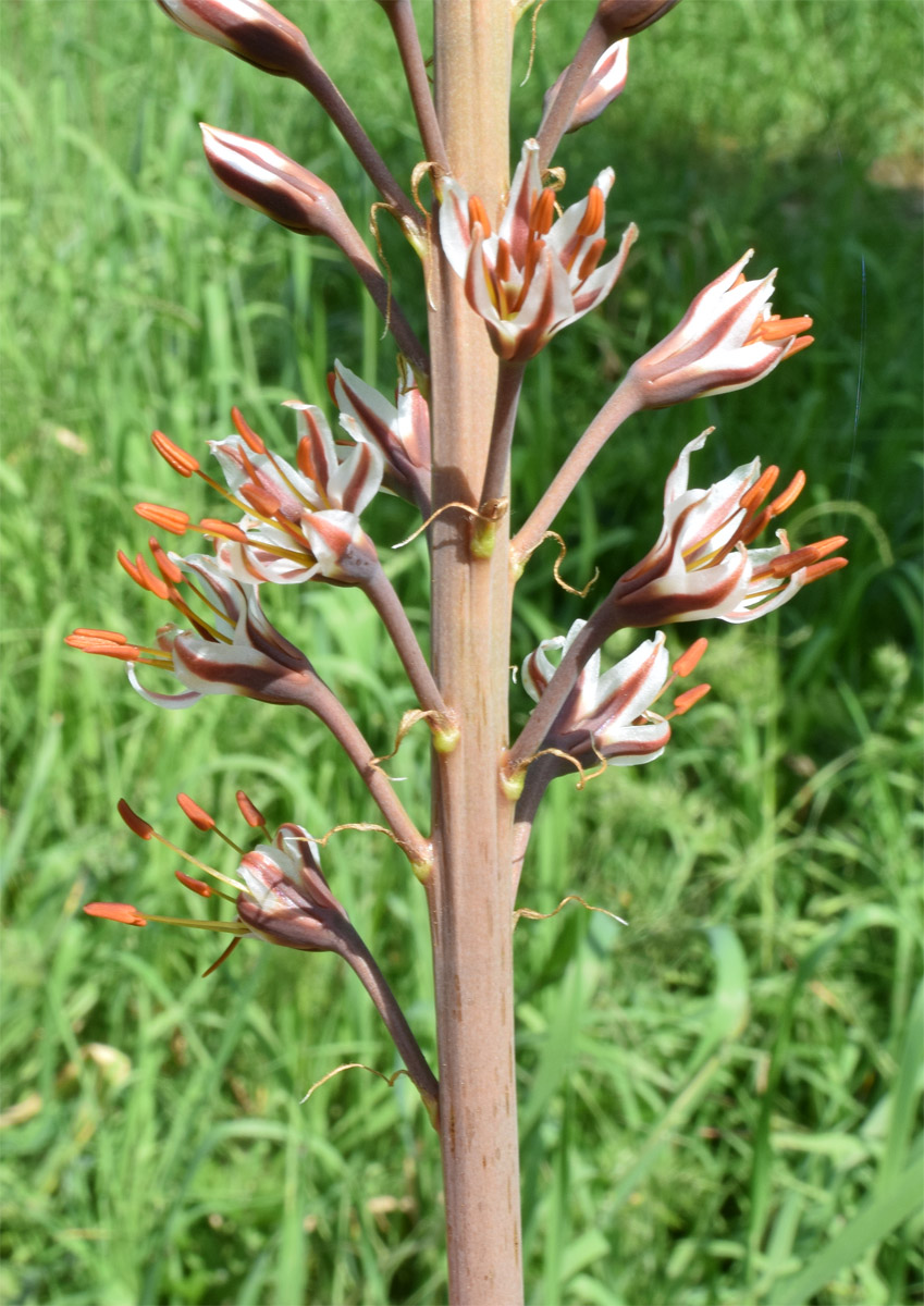Изображение особи Eremurus regelii.