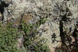 genus Cotoneaster. Вегетирующее растение. Турция, ил Ван, р-н Битлис, кальдера Немрут, СВ участок, ок. скального выхода. 21 мая 2025 г.