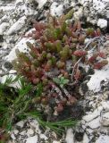 Sedum acre