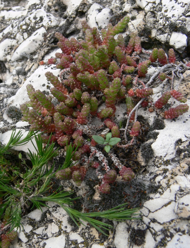 Image of Sedum acre specimen.