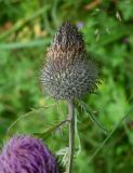 genus Cirsium