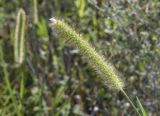 Setaria viridis