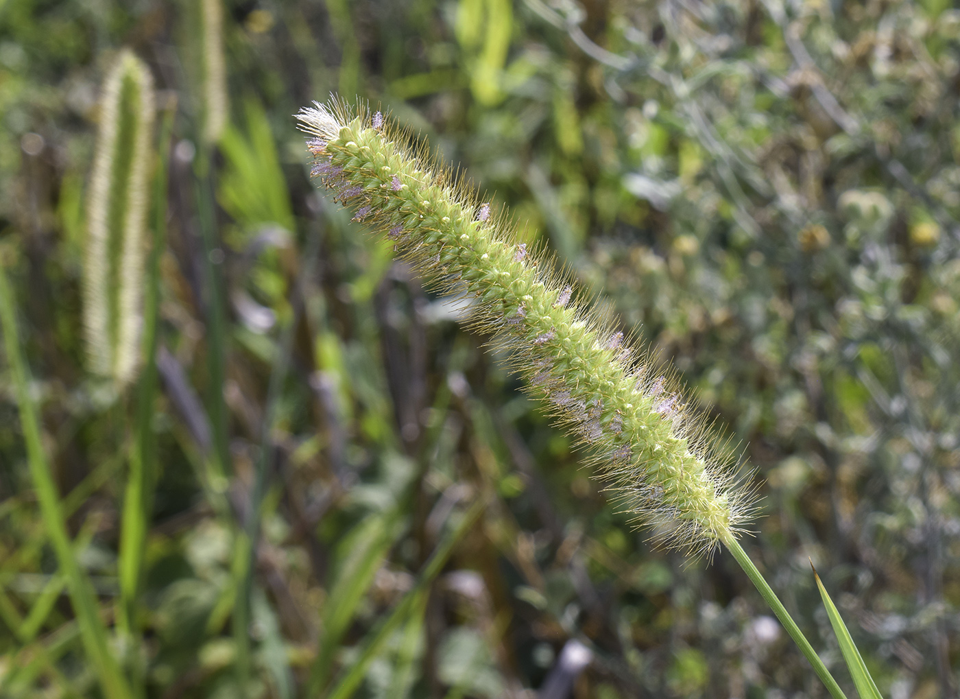 Image of Setaria pumila specimen.