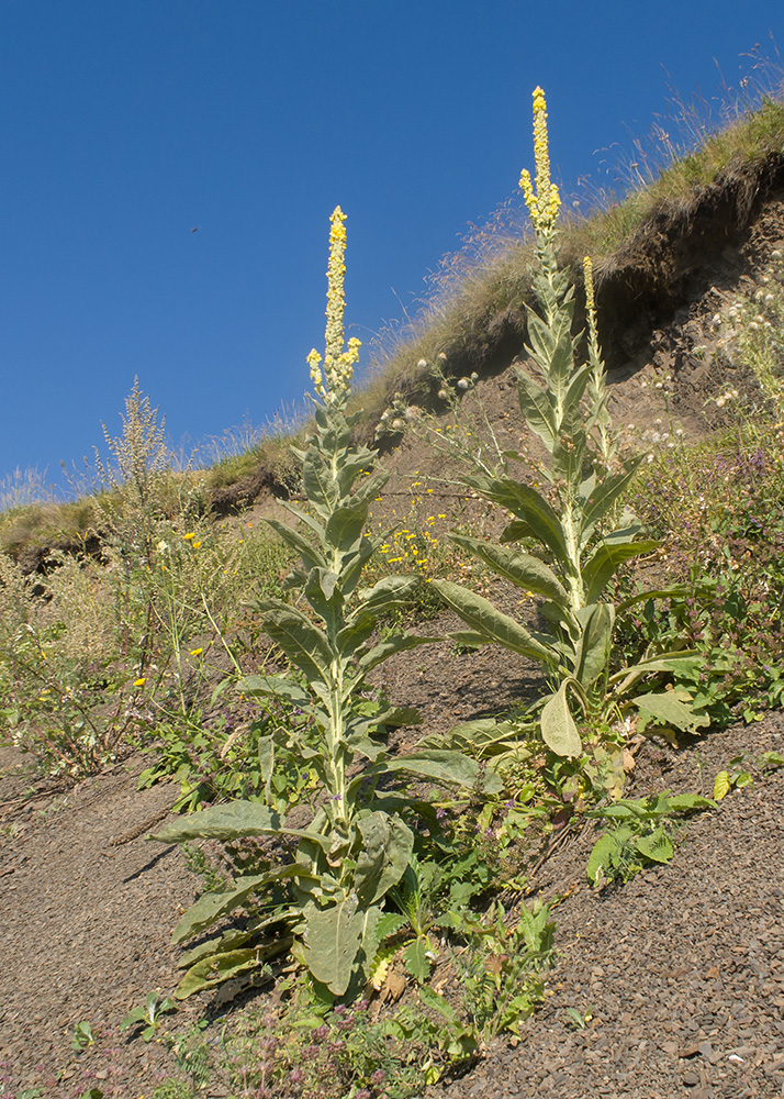 Image of Verbascum thapsus specimen.