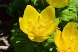 Trollius ranunculinus