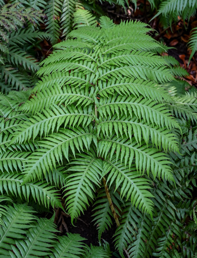 Изображение особи Woodwardia radicans.