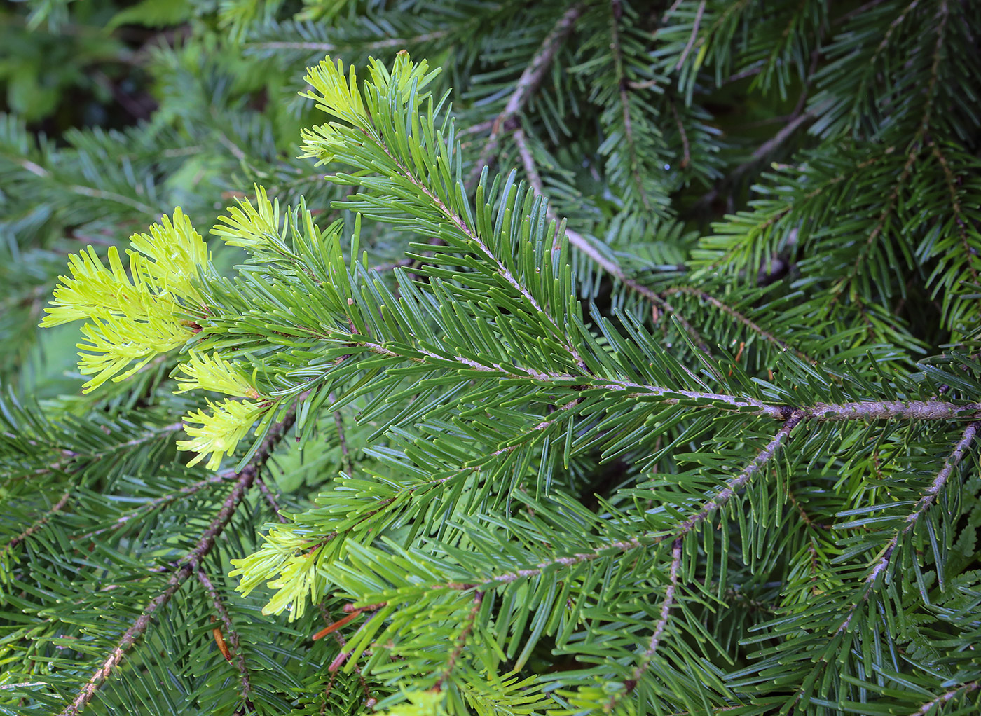 Image of Abies nordmanniana specimen.