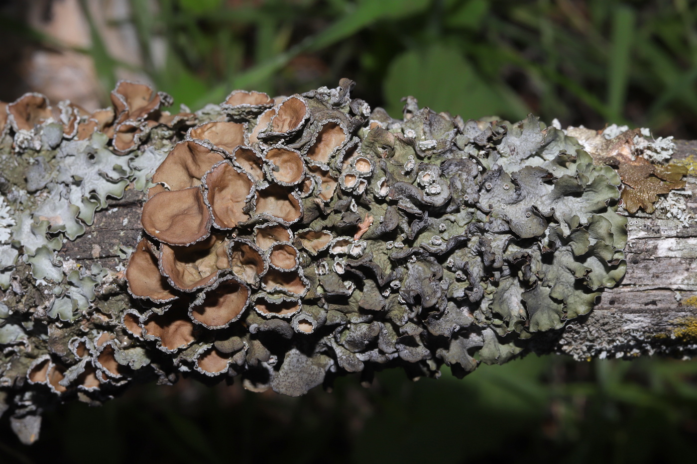 Image of Pleurosticta acetabulum specimen.