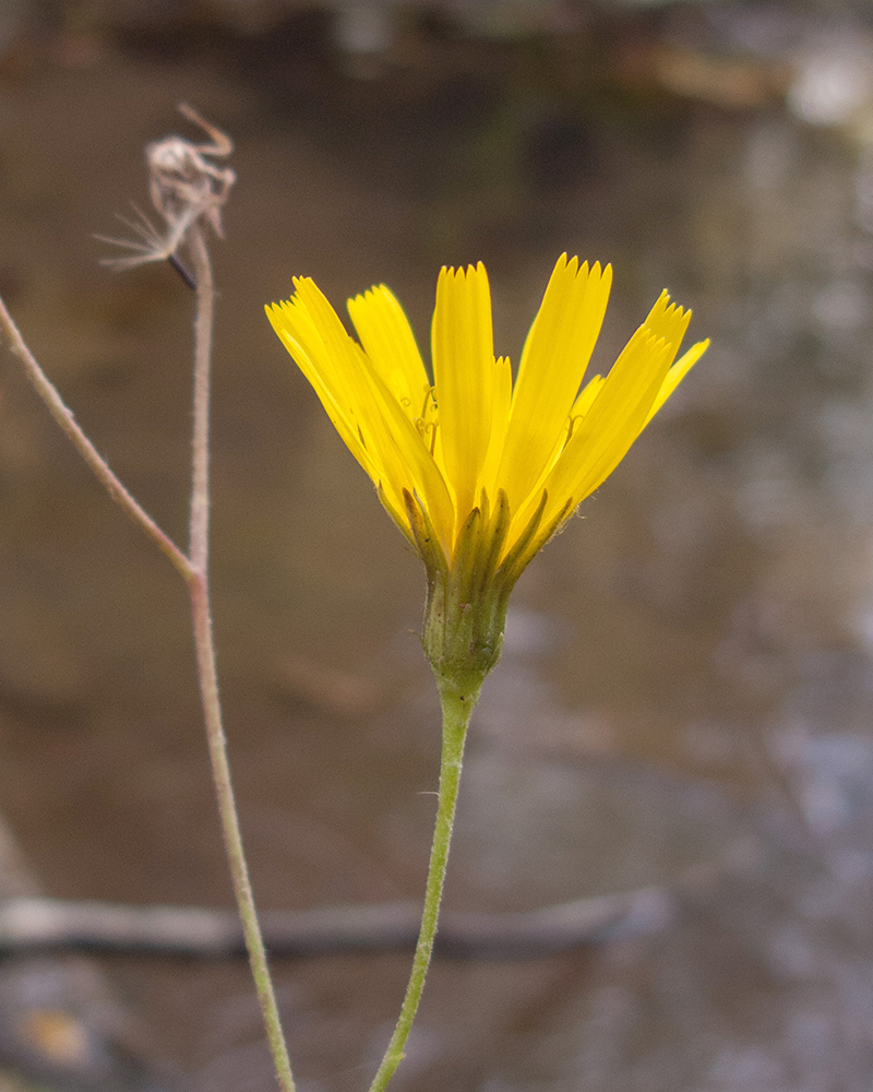 Изображение особи Hieracium virgultorum.