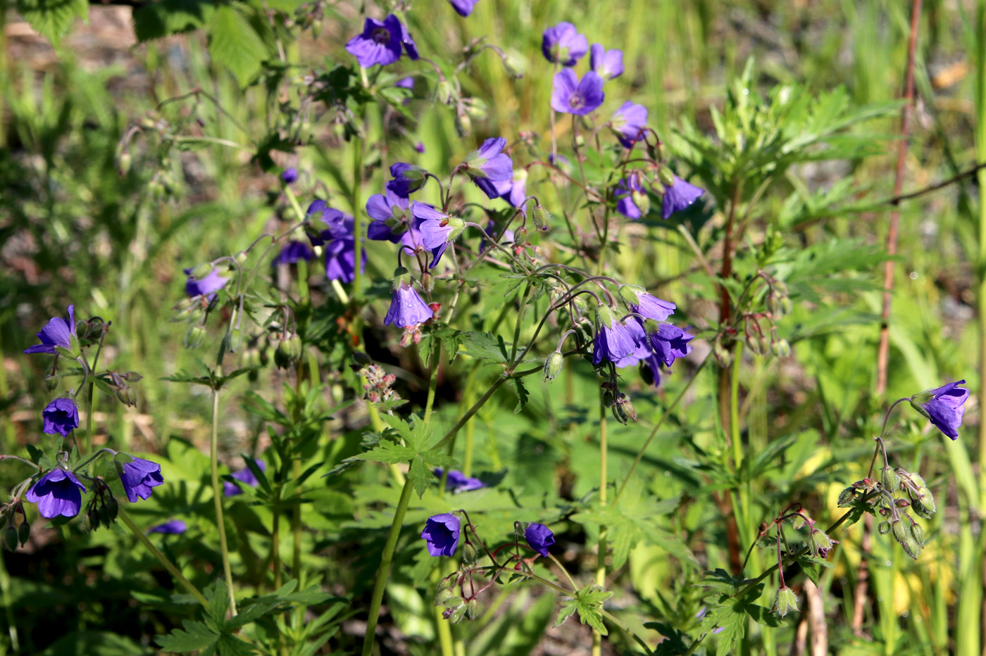Image of Geranium sylvaticum specimen.