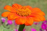 Tithonia rotundifolia. Соцветие. Белгородская обл., пос. Ракитное, ул. Сосновая, 2, в культуре. 10 августа 2023 г.