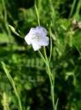 Linum bienne