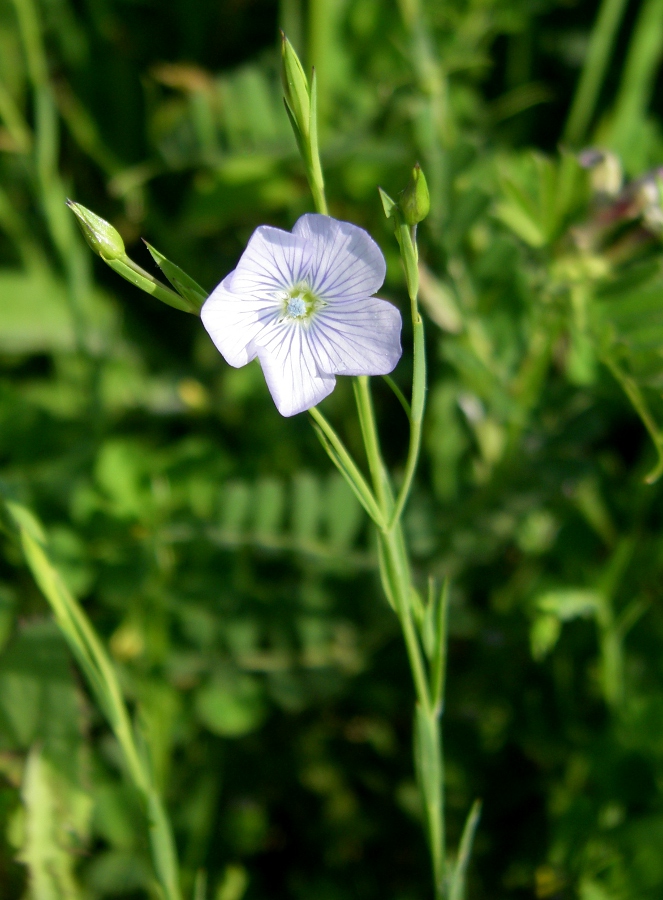 Image of Linum bienne specimen.