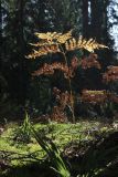 Pteridium pinetorum. Отмирающая вайя в осенней окраске. Беларусь, Витебская обл., окр. дер. Сурмино, окно в зеленомошном ельнике. 14.09.2025.