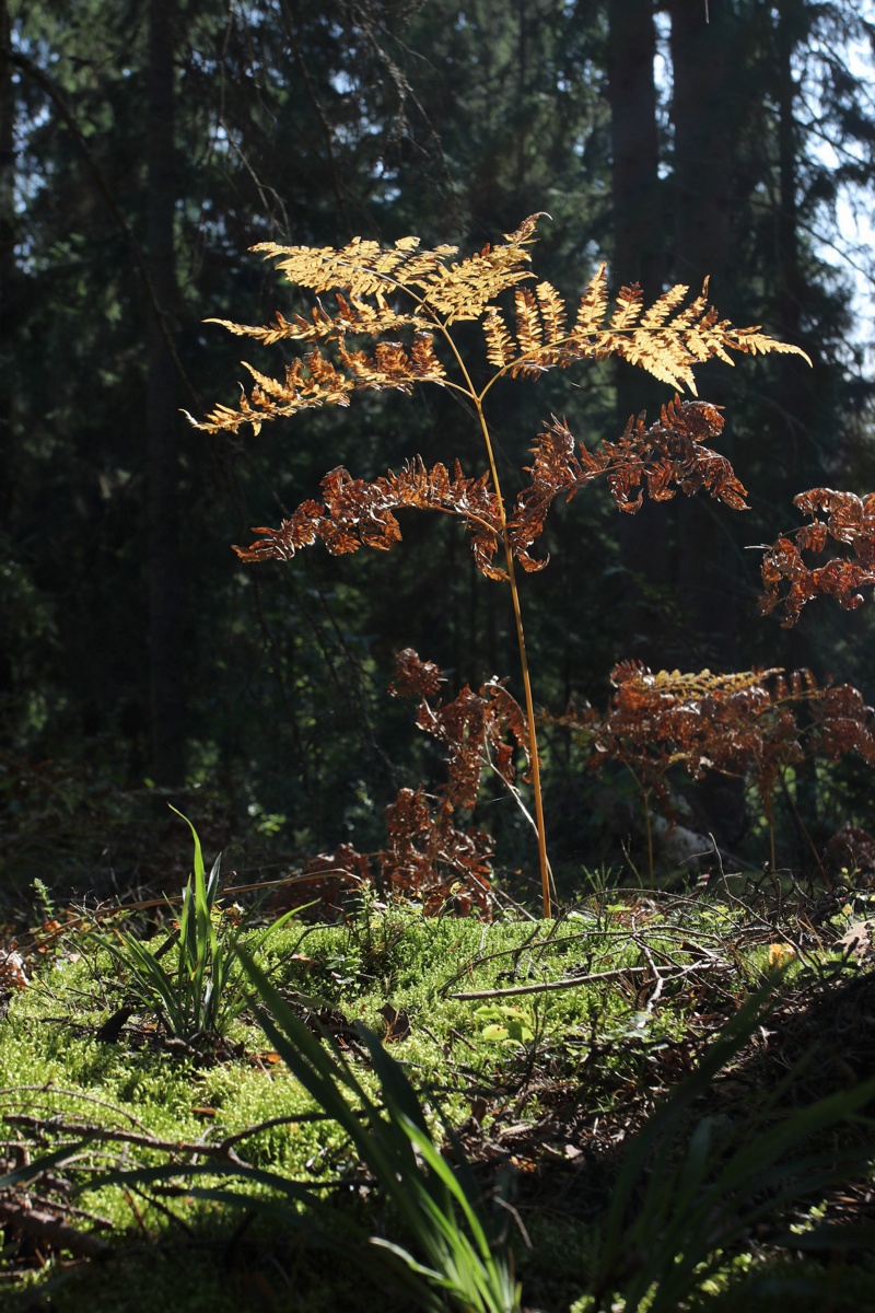 Изображение особи Pteridium pinetorum.