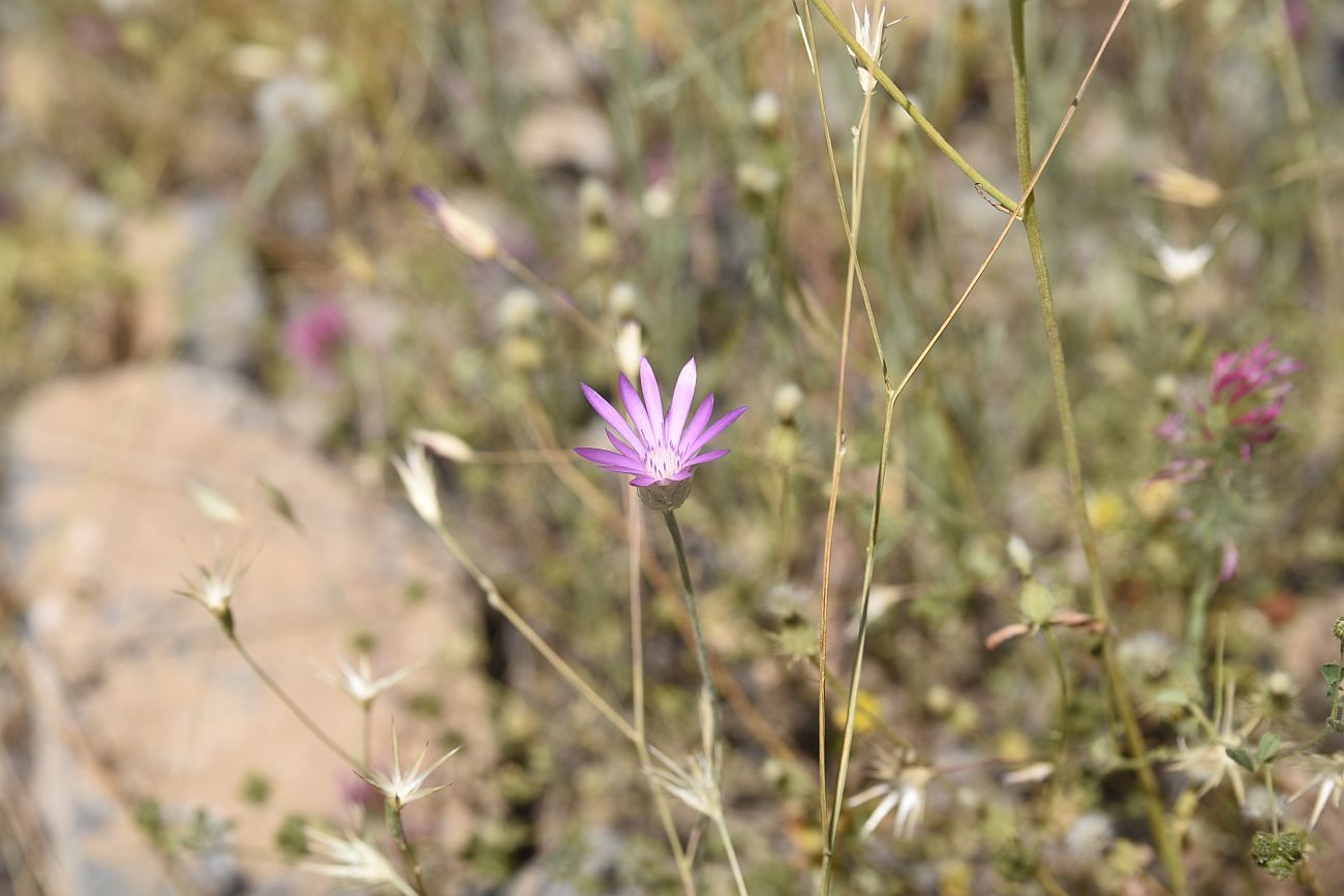 Image of Xeranthemum squarrosum specimen.