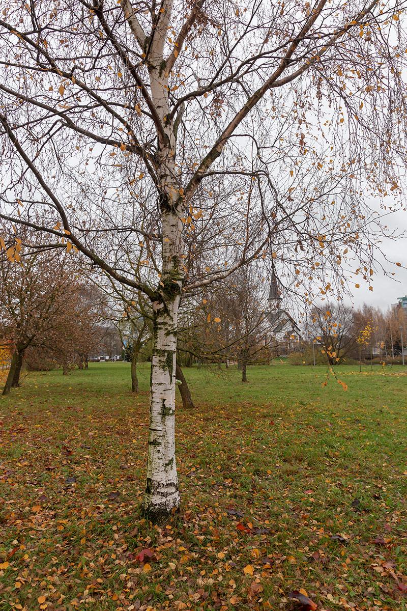 Image of genus Betula specimen.