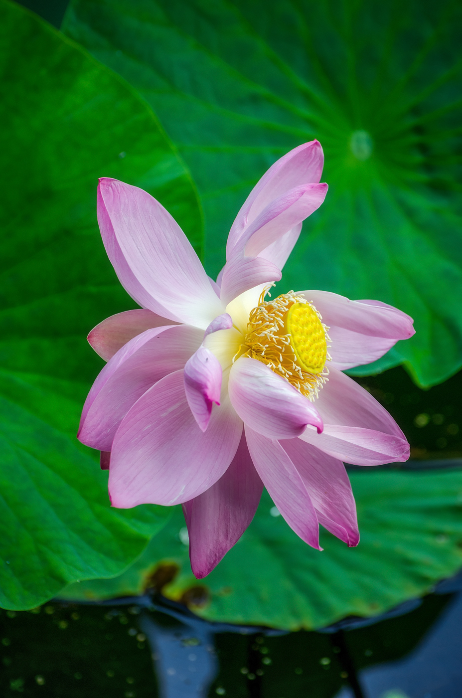 Изображение особи Nelumbo komarovii.