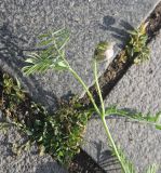 genus Vicia. Верхушка побега с расцветающим соцветием. Турция, ил Карс, окр. Ани, площадка перед входом в крепость. 28 мая 2025 г.