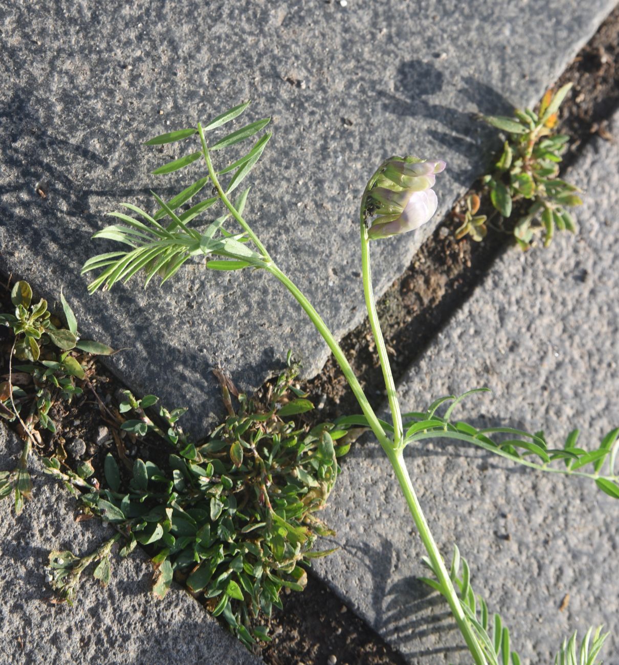Image of genus Vicia specimen.