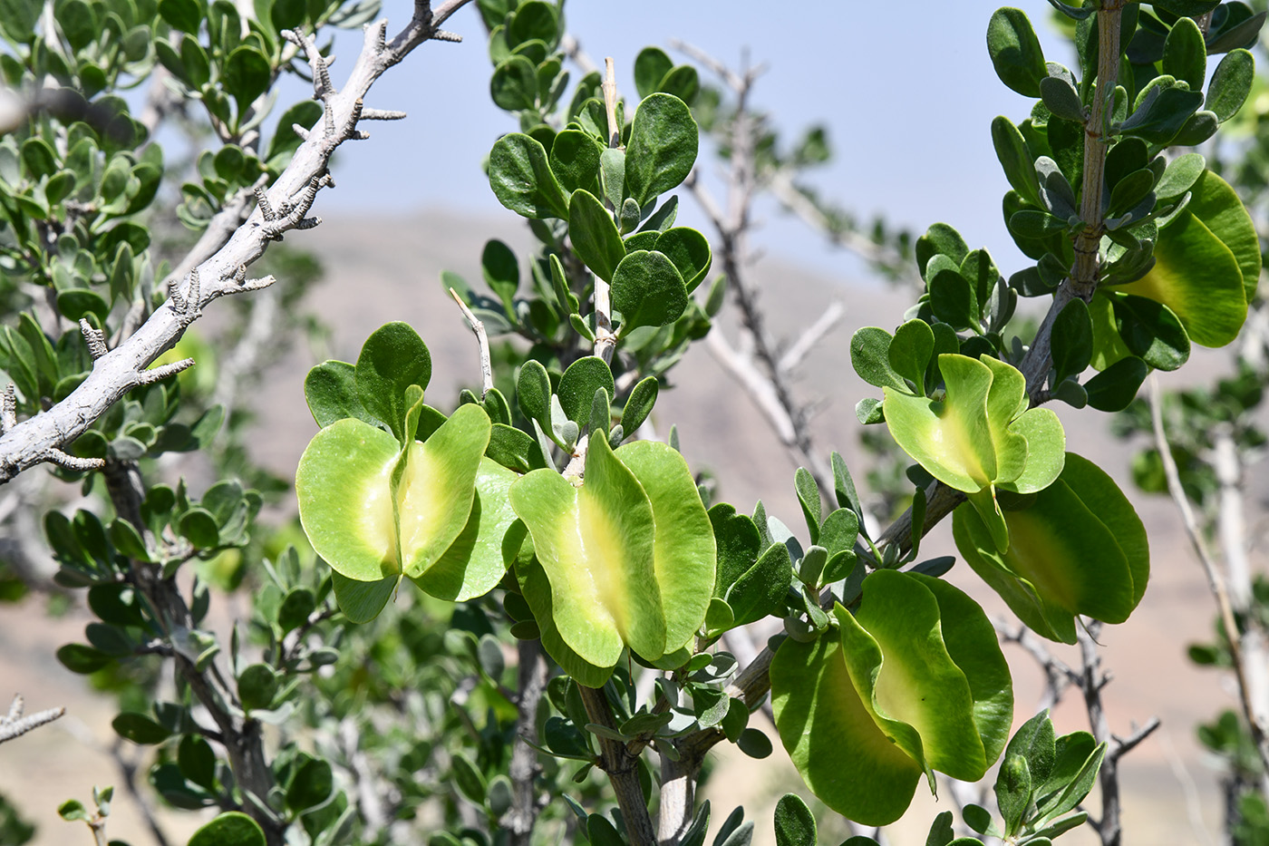 Изображение особи Zygophyllum atriplicoides.
