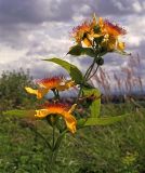 Hypericum ascyron