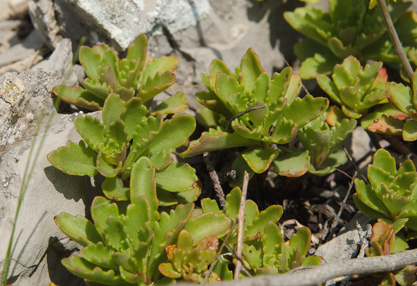 Изображение особи Aizopsis hybrida.