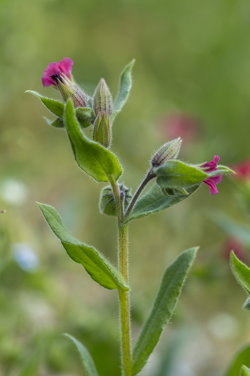 Image of genus Nonea specimen.