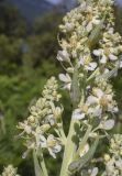 Verbascum lychnitis. Часть соцветия с цветками и бутонами. Испания, Каталония, пров. Барселона, комарка Осона, муниципалитет Виланова-де-Сау, водохранилище Сау, залесённый склон сев. экспозиции, обочина дороги. 31.05.2026.